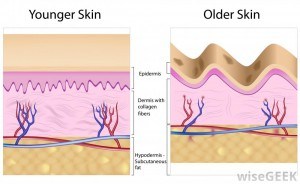 Understanding the deeper cause of skin aging