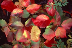 Fall red color of poison oak leaves